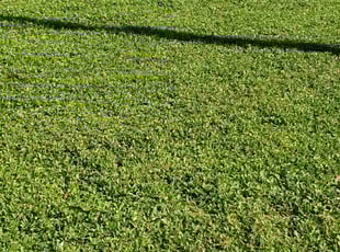 Simon O.'s Lawn Maintenance service result