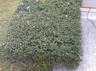Bush Trimming by Andrew Ramirez for Jason K. in San Antonio, TX