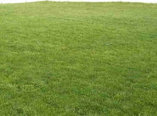 Chris S.'s Lawn Service service result