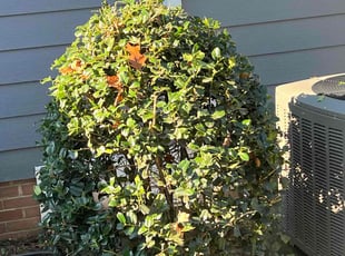 Bush Trimming by Carlos Gomez for Millie Y. in Cary, NC
