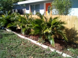 Bush Trimming by Jesse Hild for Aaron H. in Pinellas Park, FL