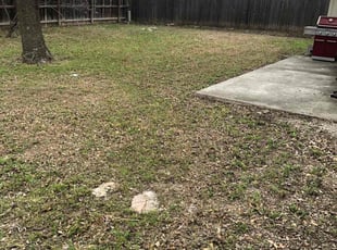 Leaf Removal by Chaes Pate for Kirsten W. in San Antonio, TX