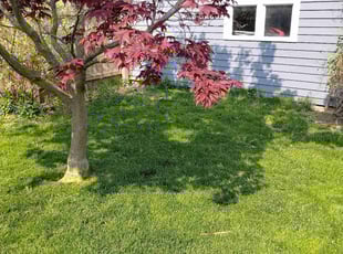 Michael K.'s Lawn Maintenance service result