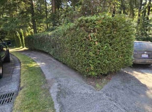 Bush Trimming by Jason C for Brian L. in Lynnwood, WA