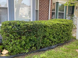 Bush Trimming by Steven Moreira for Stephanie l. in Virginia Beach, VA