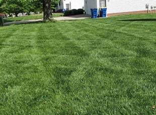 Pamela B.'s Lawn Maintenance service result