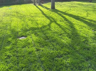 Maggie L.'s Lawn Service service result