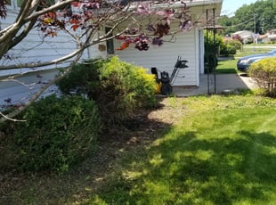 Bush Trimming by Eugene Makowski for Cathy C. in Parma, OH