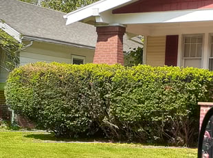 Bush Trimming by Jeremiah Nevel for Myron H. in Toledo, OH