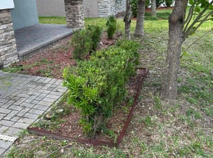 Bush Trimming by Corey Johnson for Ross Z. in Riverview, FL