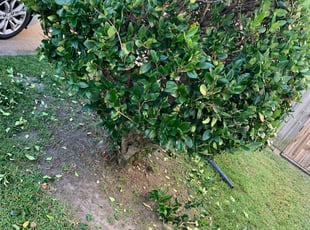 Bush Trimming by Rey Rijos for Dan S. in Virginia Beach, VA
