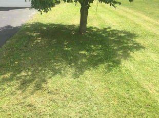 Patricia S.'s Lawn Mowing service result