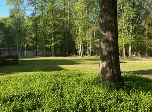 Cherlyn T.'s Lawn Care service result