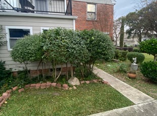 Bush Trimming by Agapito Rivera for Eric E. in Houston, TX