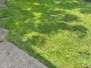 Americo R.'s Yard Cutting service result