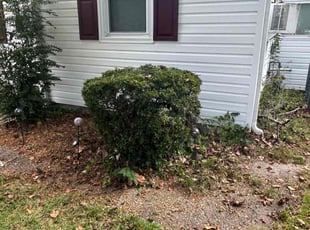 Bush Trimming by James Mozelle for India W. in Norfolk, VA