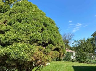 Bush Trimming by Enrique Novillo for Lauren R. in Frederick, MD