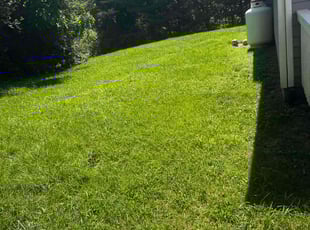 Kaitlyn C.'s Grass Cutting service result