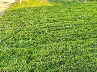Jack M.'s Yard Cutting service result