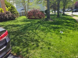 Emmett W.'s Lawn Mowing service result