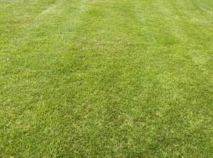 Jorge S.'s Lawn Mowing service result