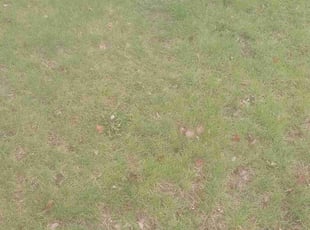 Leaf Removal by Jeremiah Ripple for Leonard B. in Lakeville, MN
