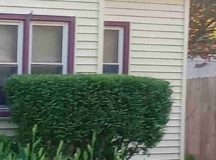 Bush Trimming by Charles Hamlin for Charyl S. in Council Bluffs, IA