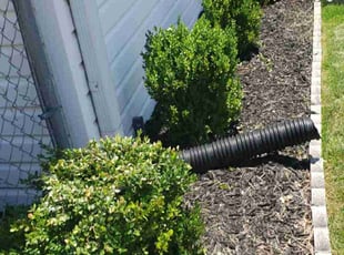 Karen B.'s Bush Trimming service result