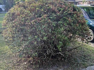 Bush Trimming by Thaddeus Lucus for Jenny C. in Savannah, GA