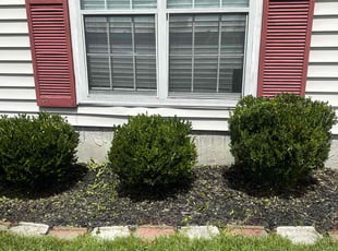 Peggy K.'s Bush Trimming service result