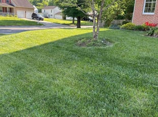 Cholo B.'s Lawn Care service result