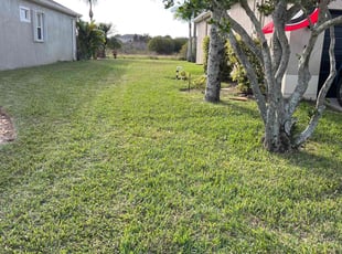 Tracie C.'s Lawn Care service result