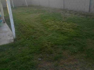 Weeding by Edgardo Canseco for Amanda v. in Glendale, AZ