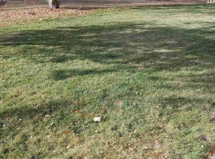 Leaf Removal by Alley Parker for Kim C. in Golden, CO