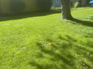 "Savannah W.'s Lawn Care service result