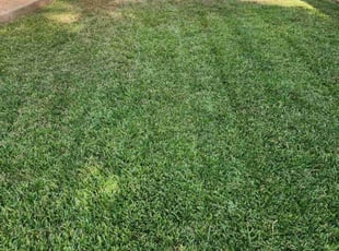 Dhana C.'s Lawn Care service result