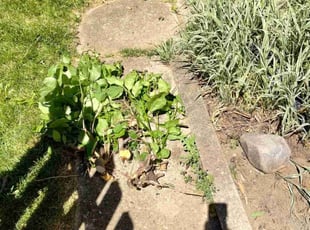 Weeding by Joseph Schmidt for Steve V. in Milwaukee, WI