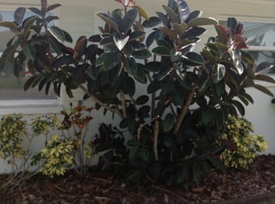 Bush Trimming by Scott Bensing for Amanda T. in Hudson, FL