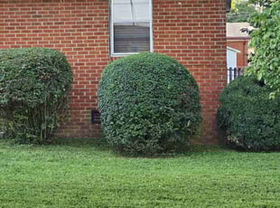 Micah C.'s Bush Trimming service result