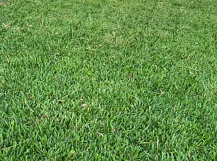 Laura W.'s Lawn Care service result