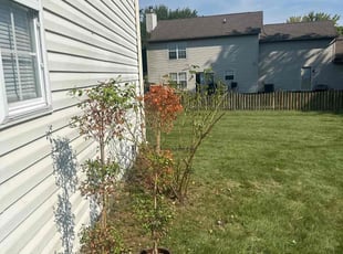 Bush Trimming by Luis Contreras for Ashley M. in Indianapolis, IN