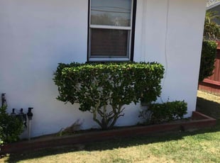Bush Trimming by Mark Stephens for Joe G. in Torrance, CA