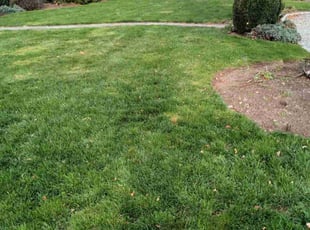 Andrew R.'s Lawn Mowing Service service result