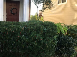 Bush Trimming by Giovanni HErnandez for Joy F. in Washington, DC