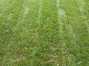 Darren H.'s Lawn Service service result