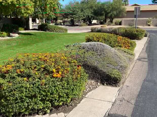 Bush Trimming by MarcusDesert no ok Burrell for Melati P. in Tempe, AZ