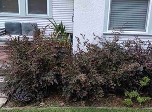 Weeding by Jamal Foster for Ryan H. in New Orleans, LA