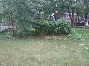 Bush Trimming by John Larkin for Chithra B. in Plymouth, MN