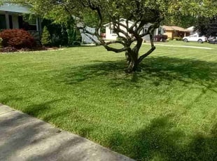 Alan D.'s Yard Cutting service result