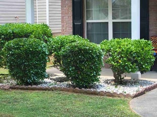 Bush Trimming by Jerry Pender for Tammy K. in Buford, GA